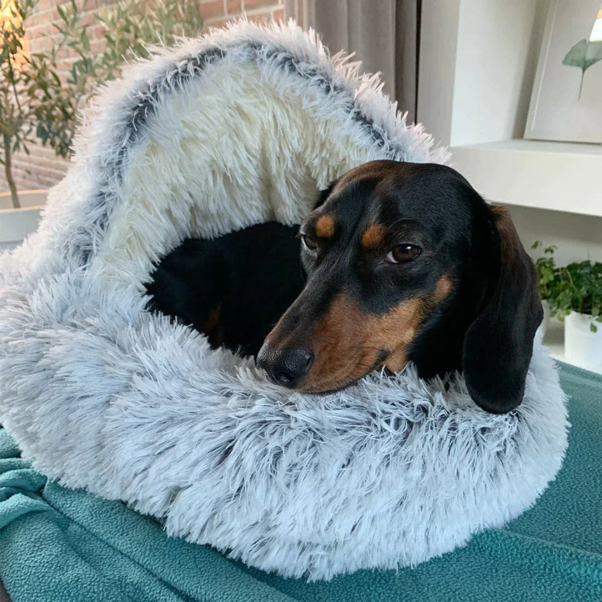 Charly | Cozy Cave Pet Bed | Calming & Comfortable Dog Bed for Deep Relaxation