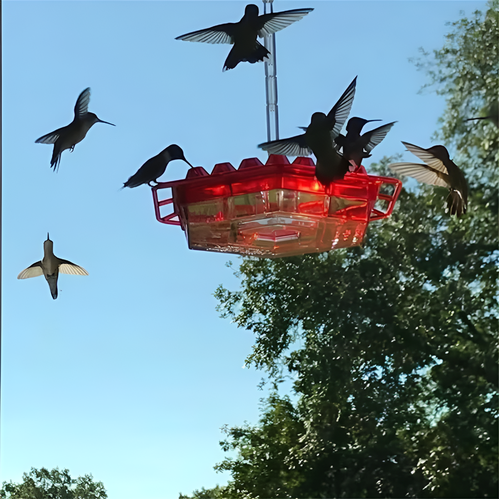 Charly | Hummingbird Feeder with Built-in Ant Moat