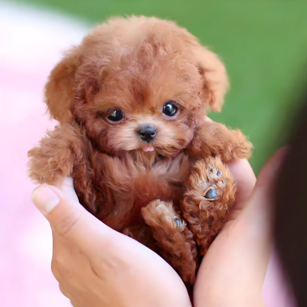 Charly | Robot Puppy Toy | Walks, Barks, and Responds